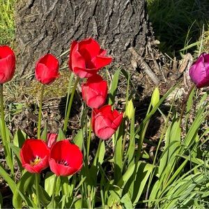 Flowers for a friend .